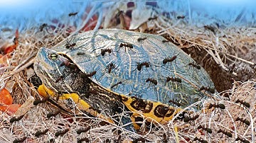 Как мы СПАСЛИ ЧЕРЕПАХУ - МУРАВЬИ ЗАЖИВО СЪЕДАЛИ РЕПТИЛИЮ