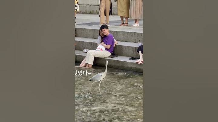 왜가리의 청계천 런웨이