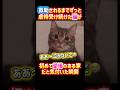 救助されるまでずっと虐待受け続けてた猫が初めて愛情ある家だと気付いた瞬間😭✨ #感動 #癒し #猫 #保護猫 #cat #愛情 #shorts