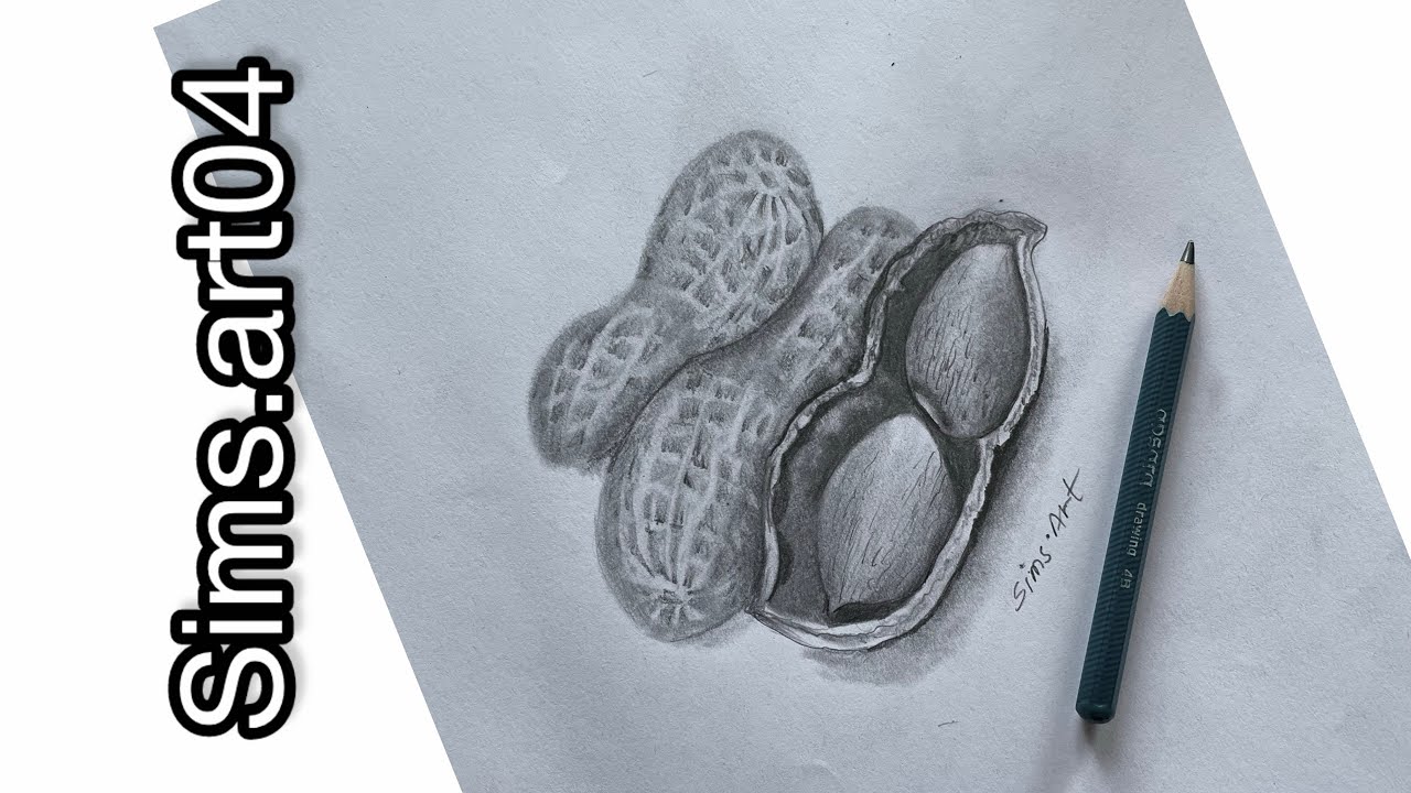Groungnuts Drawing How to draw realistic groundnuts step by step || realistic drawing ...