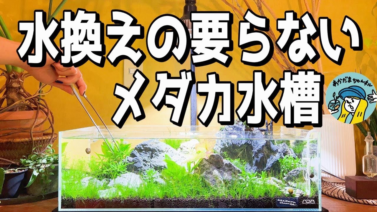 アクアリウム】水換えの要らないメダカ水槽（植栽と立ち上げ後の経過