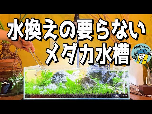 水換えの要らないメダカ水槽 アクアリウム】水換えの要らないメダカ水槽（植栽と立ち上げ後の