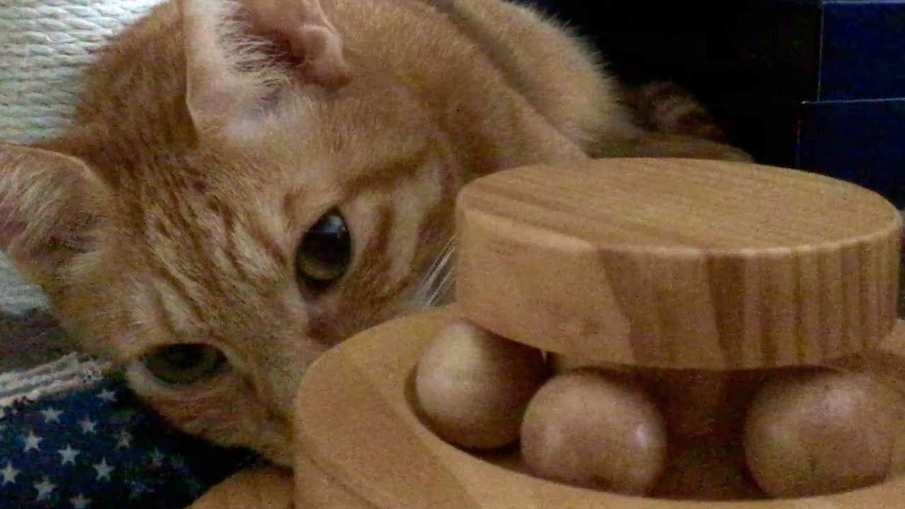 玉転がし 18 ぼろぼろの魚と猫のキレイな目 My cat rolls the balls 18 His eyes are beautiful YouTube