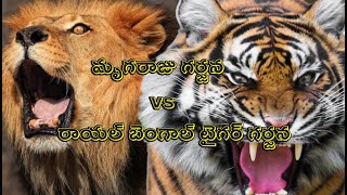 Lion King Roar Vs Royal Bengal Tiger Roar