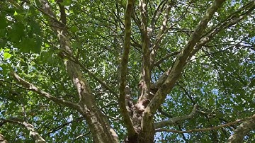 London plane - mid canopy - September 2025