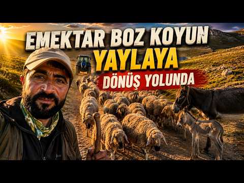 EMEKTAR BOZ KOYUN YAYLAYA DÖNÜŞ YOLUNDA | Yüzlerce Koyunla Zorlu Yayla Göçü | Doğal Hayat, Çobanlık
