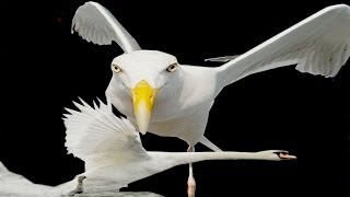 Seagul Attack Baby Swan'' HORROR'' by Global World Entertainment 1,542 views 9 years ago 1 minute, 22 seconds