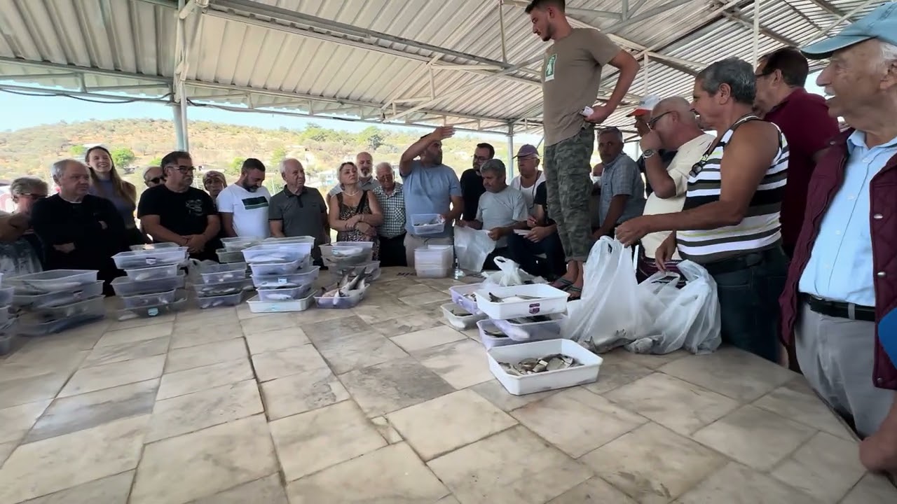 İzmir Urla Balıklıova balık mezatı ￼