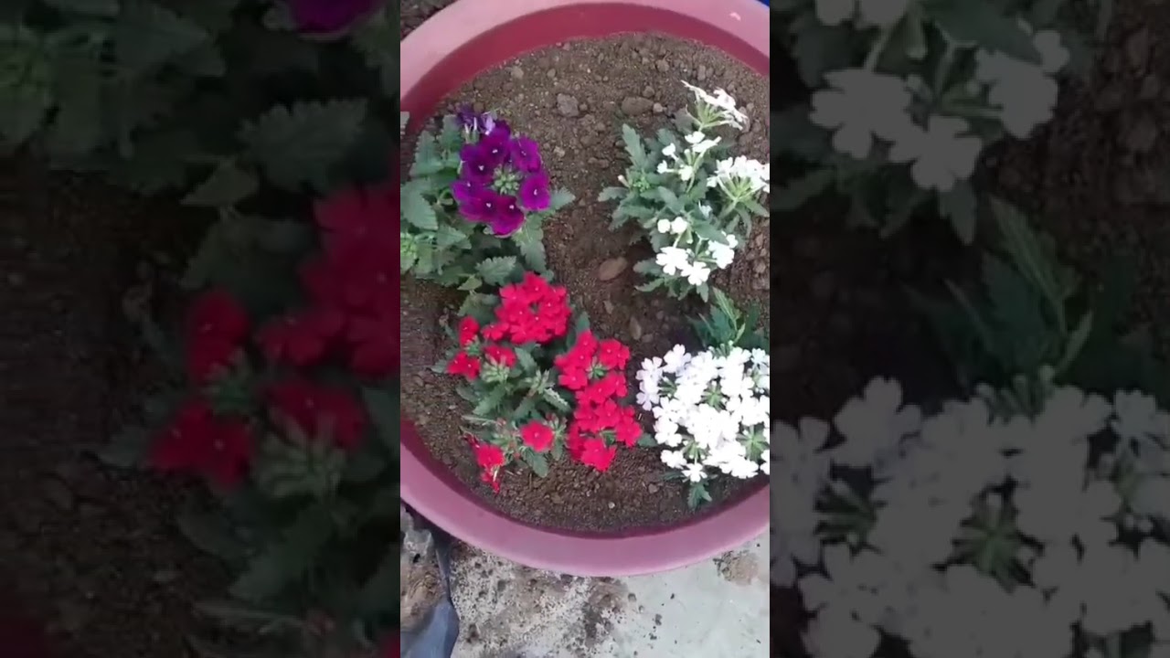 #our small terrace garden ## The most beautiful seasonal flower collection ❤️❤️❤️❤️