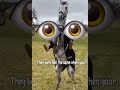 #foryou #horse #equestrianjourney #horseenthusiast #equestrian #horsetrack #horsefan #horselover