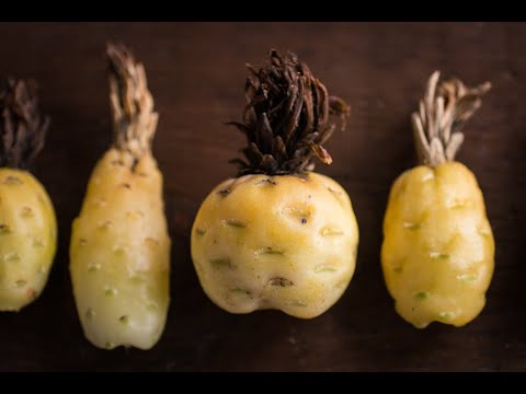 Vidéo: Comment élever des chiots cactus en baril ?
