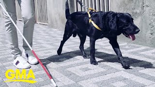Service dogs may reduce PTSD symptom severity, study shows Net Worth