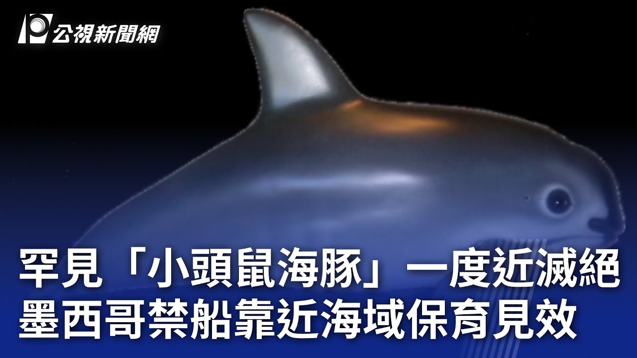 罕見「小頭鼠海豚」一度近滅絕墨西哥禁船靠近海域保育見效｜20251029 8