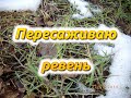 Пересаживаю ревень на место закопанных древесных отходов.