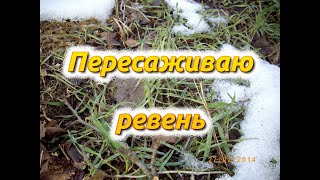 Пересаживаю ревень на место закопанных древесных отходов.