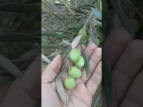 زيتون البلدي الحوزية منارة بيشولين المغربية زيتون اخضر