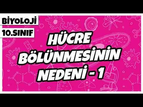 10. Sınıf Biyoloji - Hücre Bölünmesinin Nedeni -1 | 2022