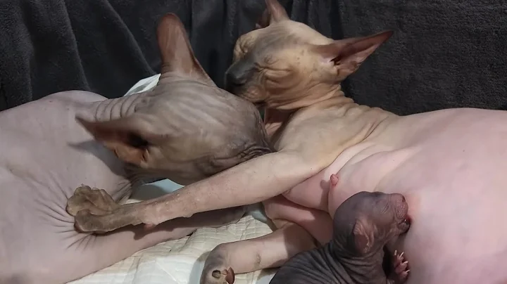 Video 84171: don sphynx cats family, kitten purring, kitten newborn baby