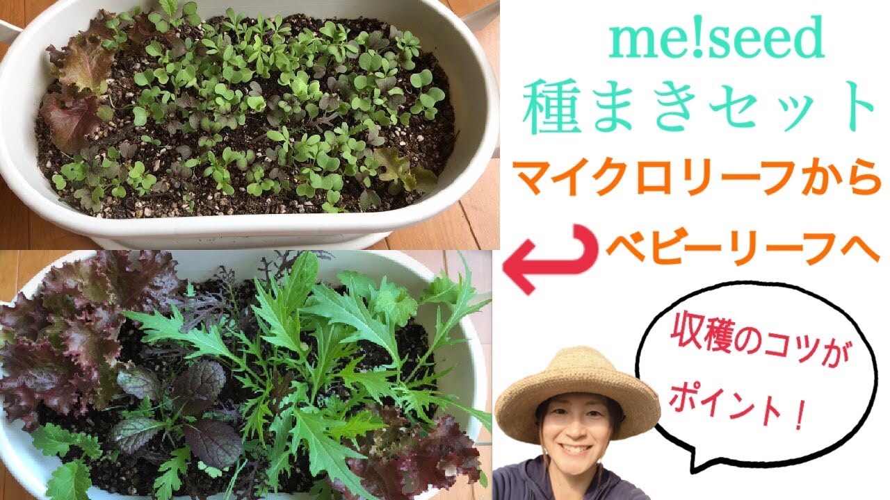 Me Seed マイクロリーフからベビーリーフに育てる収穫のコツ Youtube Me Seed マイクロリーフからベビーリーフに育てる収穫のコツ Youtube
