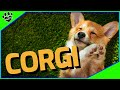 Corgi Dogs 101 - Packed with Cuteness