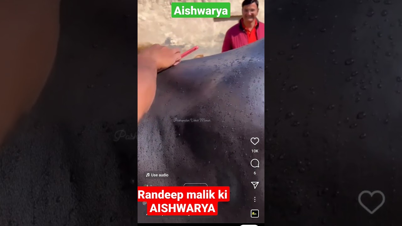 🏆Beauty Aishwarya randeep malik dairy farm