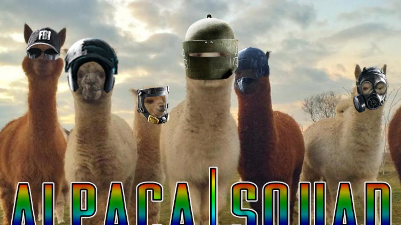 Alpaca Squad В сижке.