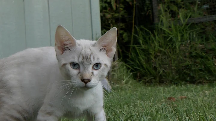 Watch the video about Desert lynx kittens 8-20-2018