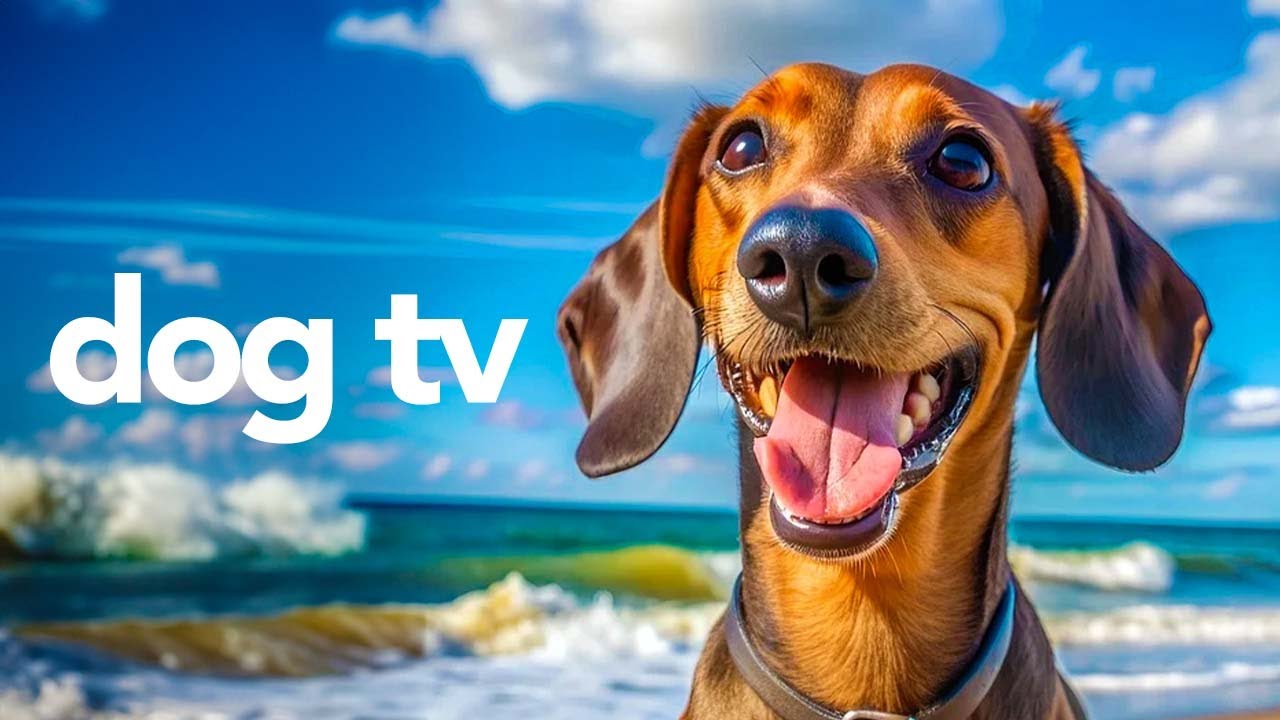 DOG TV | Relaxing Video for Dogs To Watch | Calming and Entertaining Dog Video (15 Hours)