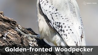 Golden-fronted Woodpecker - Our Bird of the Day