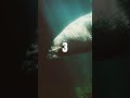 👉 Manatees Can Do THIS?! 😮 #manatee #shorts