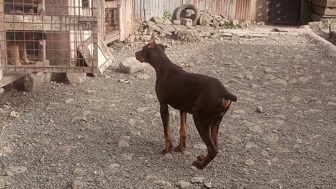 ‪@doggytravels4451‬