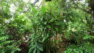 Galangal Ginger Snapshot - My Aussie Roots QLD - Alpinia galanga