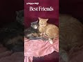 Best Friends #cutecats #catlovers #bestfriends #christianhomestead #christianpreppers #christiancats