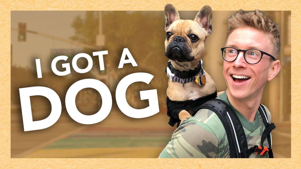 a Dog Dad for a Day YouTube