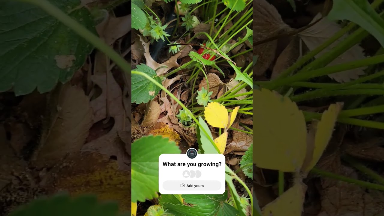 Strawberry Harvest 2025 