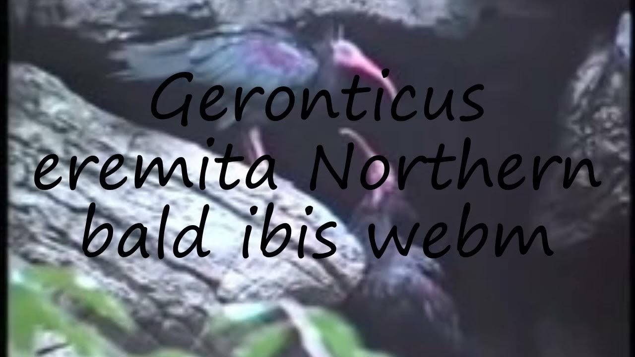 How to pronounce Geronticus eremita Northern bald ibis webm in Dutch