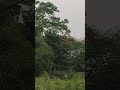 The beauty of nature 🌳🌴🌲🌱🌿