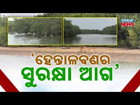 'ହେନ୍ତାଳବଣର ସୁରକ୍ଷା ଆଗ' | Astaranga Port Project | Fear of Losing Hundreds of Acres of Mangroves