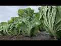 白菜の冬支度　紐を使った白菜の縛り方　20/11/24