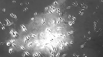 3t3 cells 24 hour time lapse