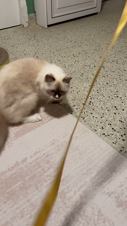 When He is Energetic😹 #youtubeshorts #video #cute #cat #video #viral