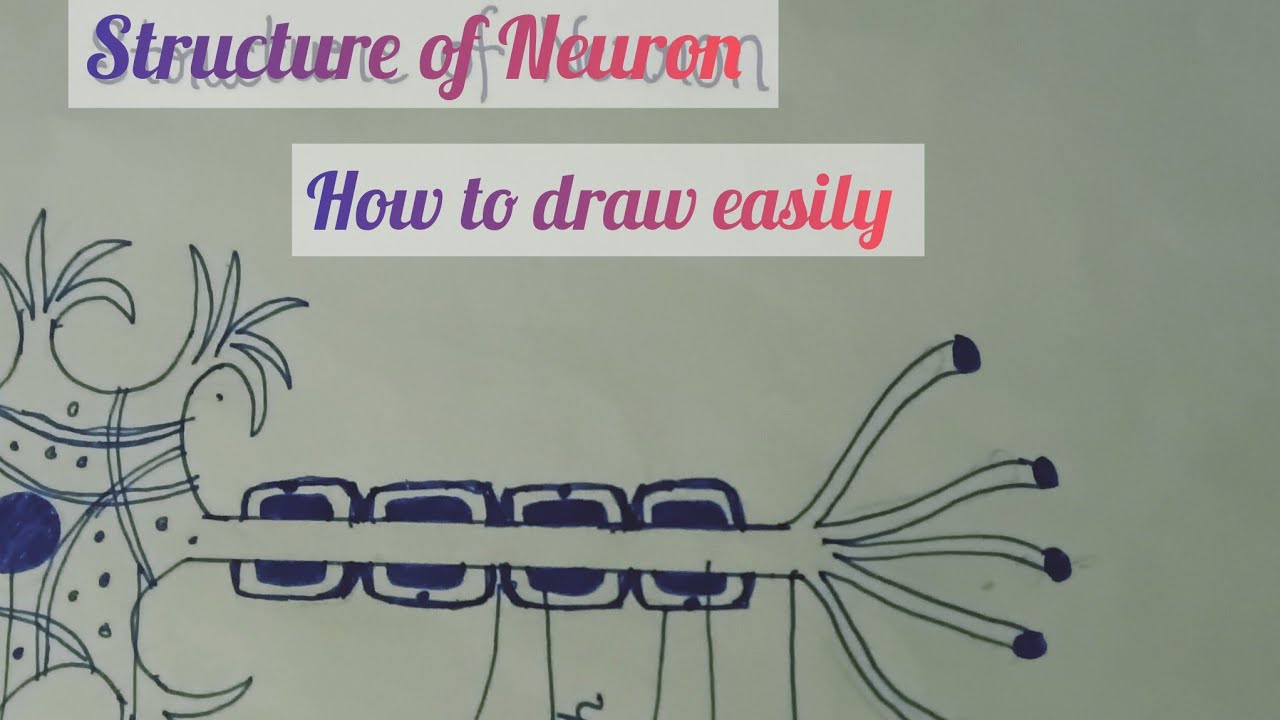 Neuron Drawing Learn How to draw Neuron #biology #diagram #neuron #easydraw #viral - YouTube