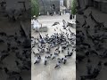 يا حمام المدينه سلم على نبينا