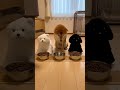 ぼくの餌なんか少ないワン!拗ねる犬