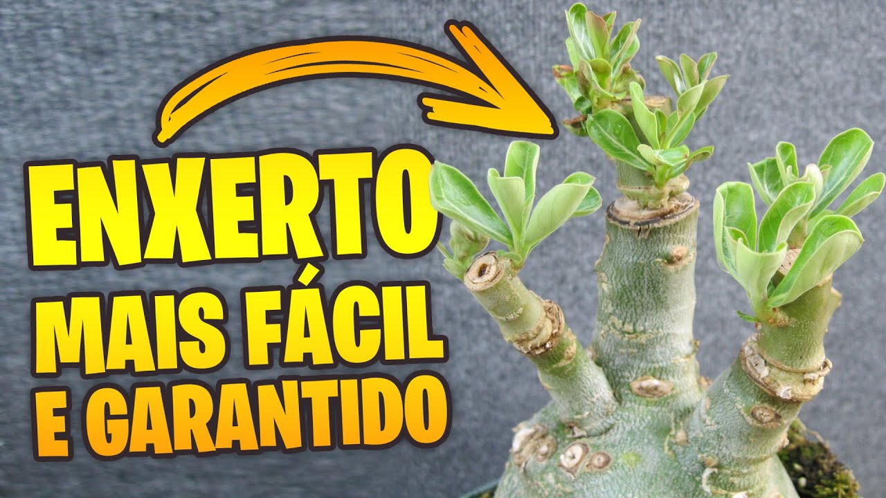 ✅Aprenda a fazer o ENXERTO de Rosa do Deserto mais FÁCIL que existe!!