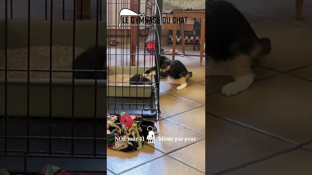 Noé lé chat jour 41 : les galopins