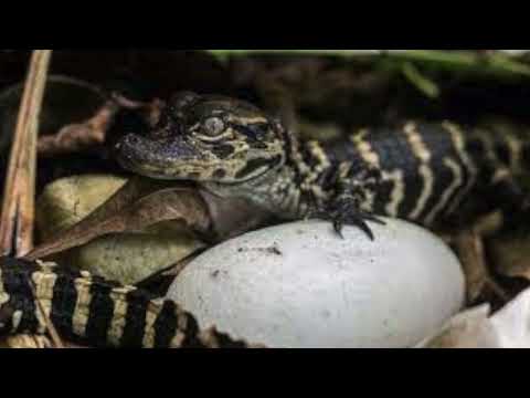 Baby Alligator Calls Sounds