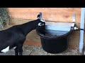 Automatic Goat Watering System