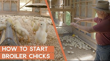 Hoe je met vleeskuikens begint: Gratis masterclass-sessie | Joel Salatin