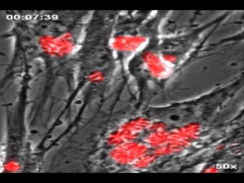 Video: Zwei Inhibitoren Der Hefeplasmamembran ATPase 1 (Sc Pma1p): Zur Entwicklung Neuer Antimykotika